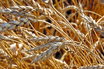 Image showing ears of corn