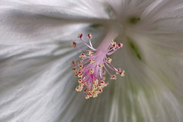 Image showing Mallow flower