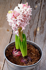 Image showing Pink Hyacinths