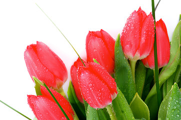 Image showing Spring Tulips