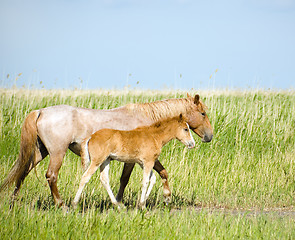 Image showing Horses family.