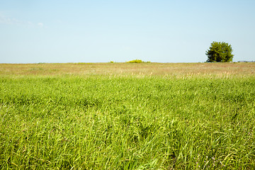 Image showing Summer landscape.