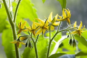 Image showing Flowering tomatoes.