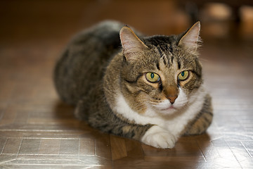 Image showing Senior cat.