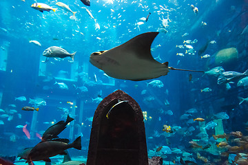 Image showing Aquarium tropical fish on a coral reef