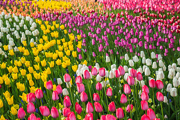 Image showing Multicolored flower  tulip field in Holland