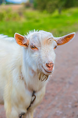 Image showing Portrait of a funny goat looking to a camera over blue sky backg