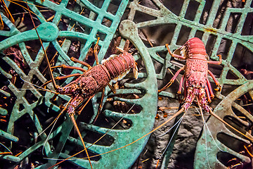 Image showing alive lobster in an aquarium