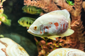 Image showing Ttropical freshwater aquarium with fishes