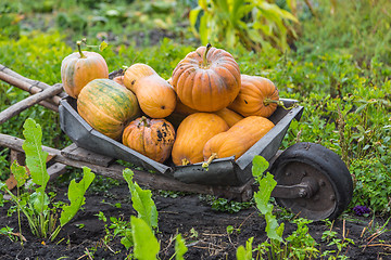 Image showing Pumpkins on a wheelbarrow.