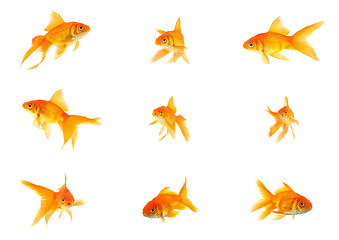 Image showing Set of gold fishes