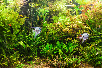 Image showing Freshwater aquarium with fish pterophyllum scalare