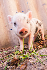 Image showing Close-up of a cute muddy piglet running around outdoors on the f