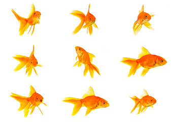 Image showing Set of gold fishes