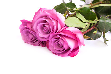 Image showing Three fresh pink roses over white background