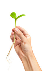 Image showing Male hand hold a small sprout and an earth handful