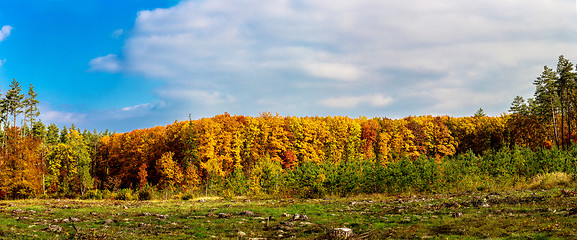 Image showing Autumn forest panorama