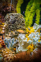 Image showing Ttropical freshwater aquarium with fishes