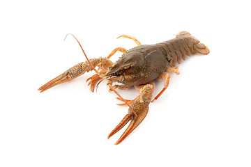Image showing River raw crayfish