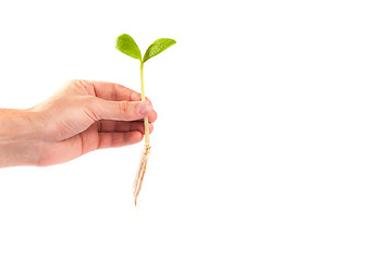 Image showing Male hand hold a small sprout and an earth handful