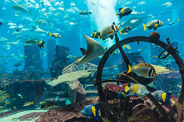 Image showing Aquarium tropical fish on a coral reef