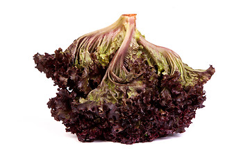 Image showing Fresh red Lettuce isolated on white