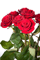 Image showing Three fresh red roses over white background