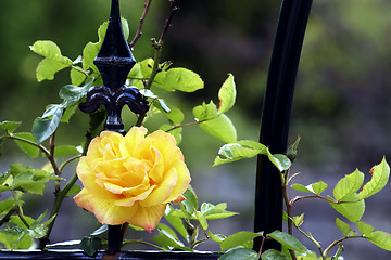 Image showing Yellow rose