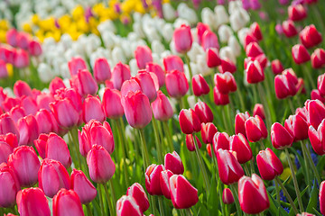 Image showing Multicolored flower  tulip field in Holland