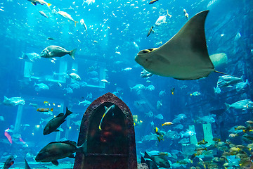 Image showing Aquarium tropical fish on a coral reef