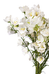 Image showing spring flowers background on white background