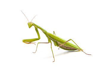 Image showing Mantis isolated on a white background