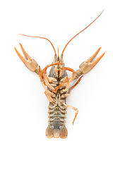 Image showing River raw crayfish