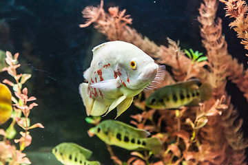 Image showing Ttropical freshwater aquarium with fishes