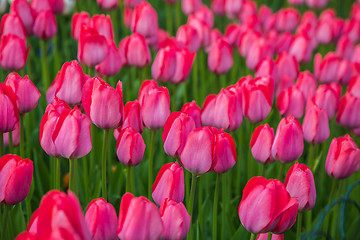 Image showing Multicolored flower  tulip field in Holland