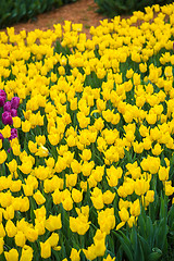 Image showing Multicolored flower  tulip field in Holland