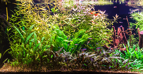 Image showing Ttropical freshwater aquarium with fishes