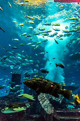 Image showing Aquarium tropical fish on a coral reef