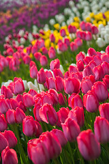 Image showing Multicolored flower  tulip field in Holland