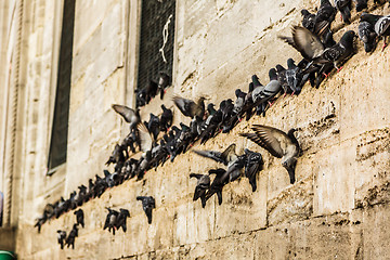 Image showing Mosque near the Galata Bridge