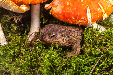 Image showing Toad is sitting on amanita