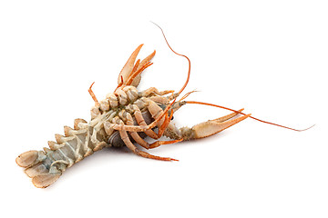 Image showing River raw crayfish