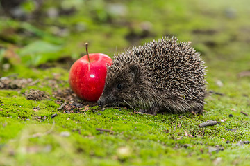 Image showing Wild Hedgehog is looking for a food
