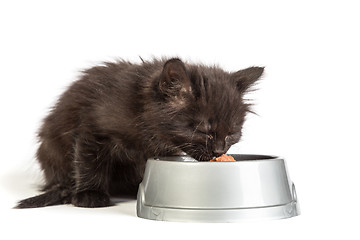 Image showing Black kitten eating cat food on a white background