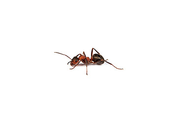 Image showing Ant isolated on white background