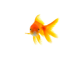 Image showing Goldfish