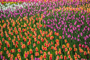 Image showing Multicolored flower  tulip field in Holland