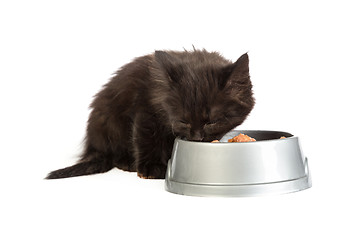 Image showing Black kitten eating cat food on a white background