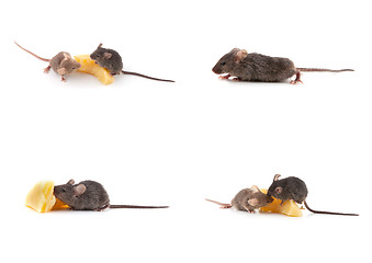 Image showing Set of mice, Mouse and cheese on white