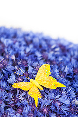 Image showing Spring blue cornflower with yellow butterfly